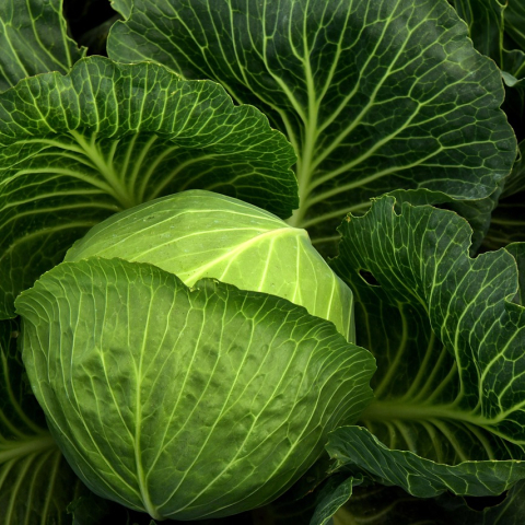 kapusta