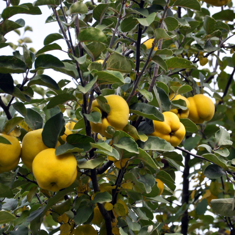 Branch of tree with ripe fruits of quince and leaves